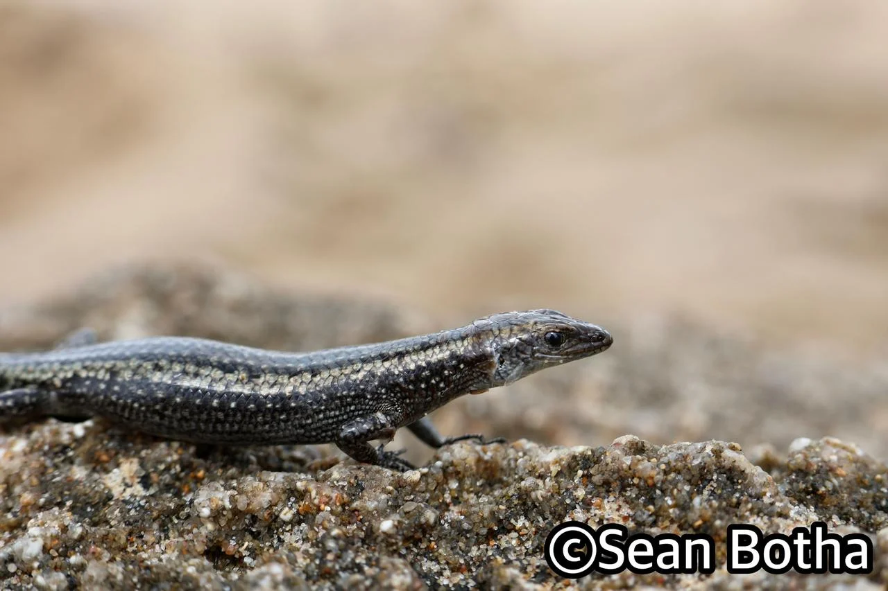 Cryptoblepharus africanus. From Kosi Bay, Kwa-Zulu Natal. Sean Botha.