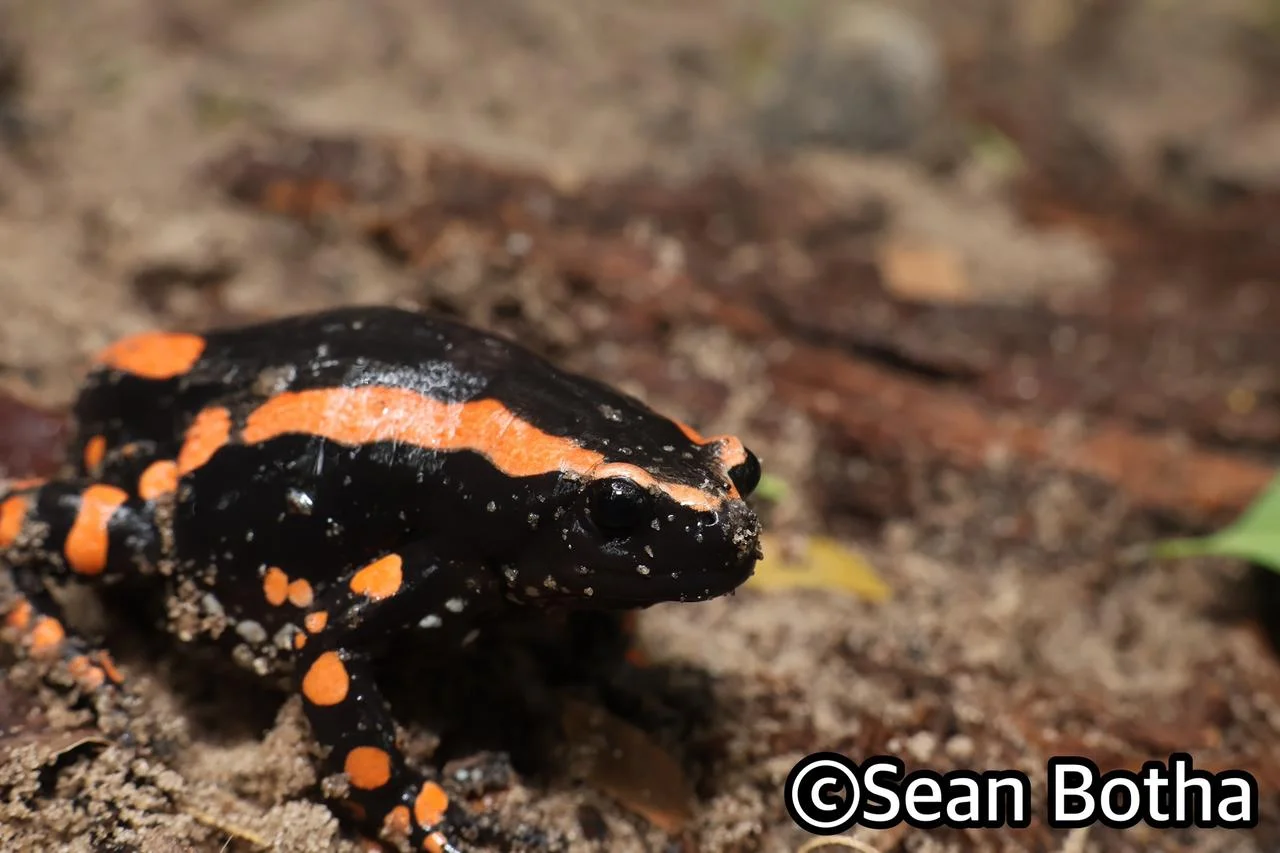 Phrynompantis bifasciatus. From near Emangusi, Kwa-Zulu Natal. Sean Botha.