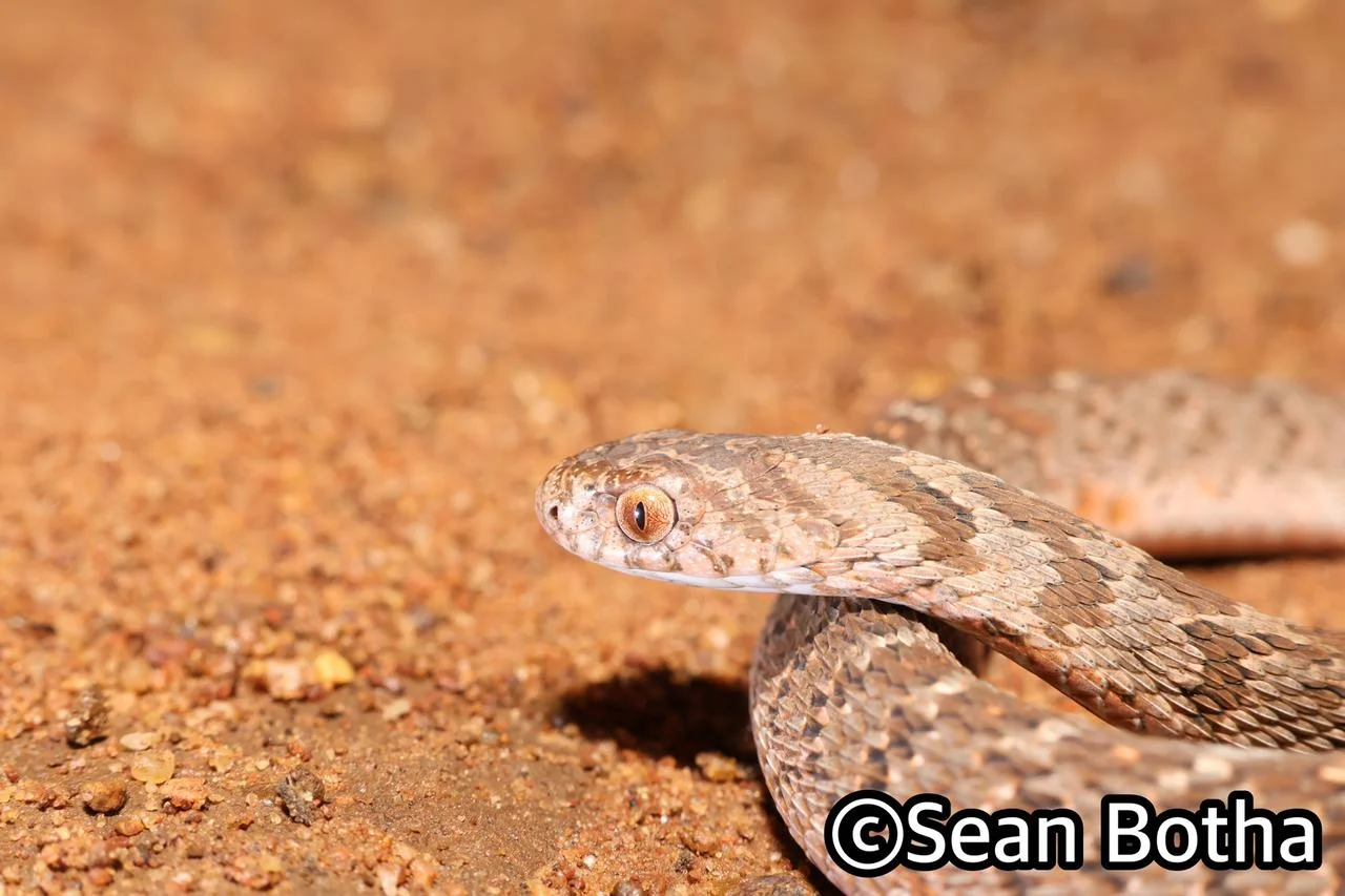 Dasypeltis scabra. From Dinokeng North, Gauteng. Sean Botha.
