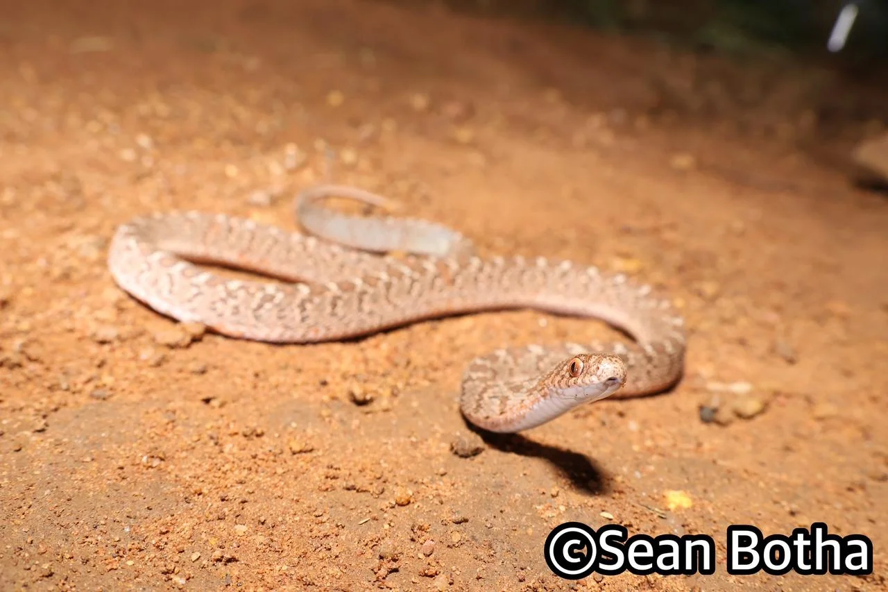 Dasypeltis scabra. From Dinokeng North, Gauteng. Sean Botha.