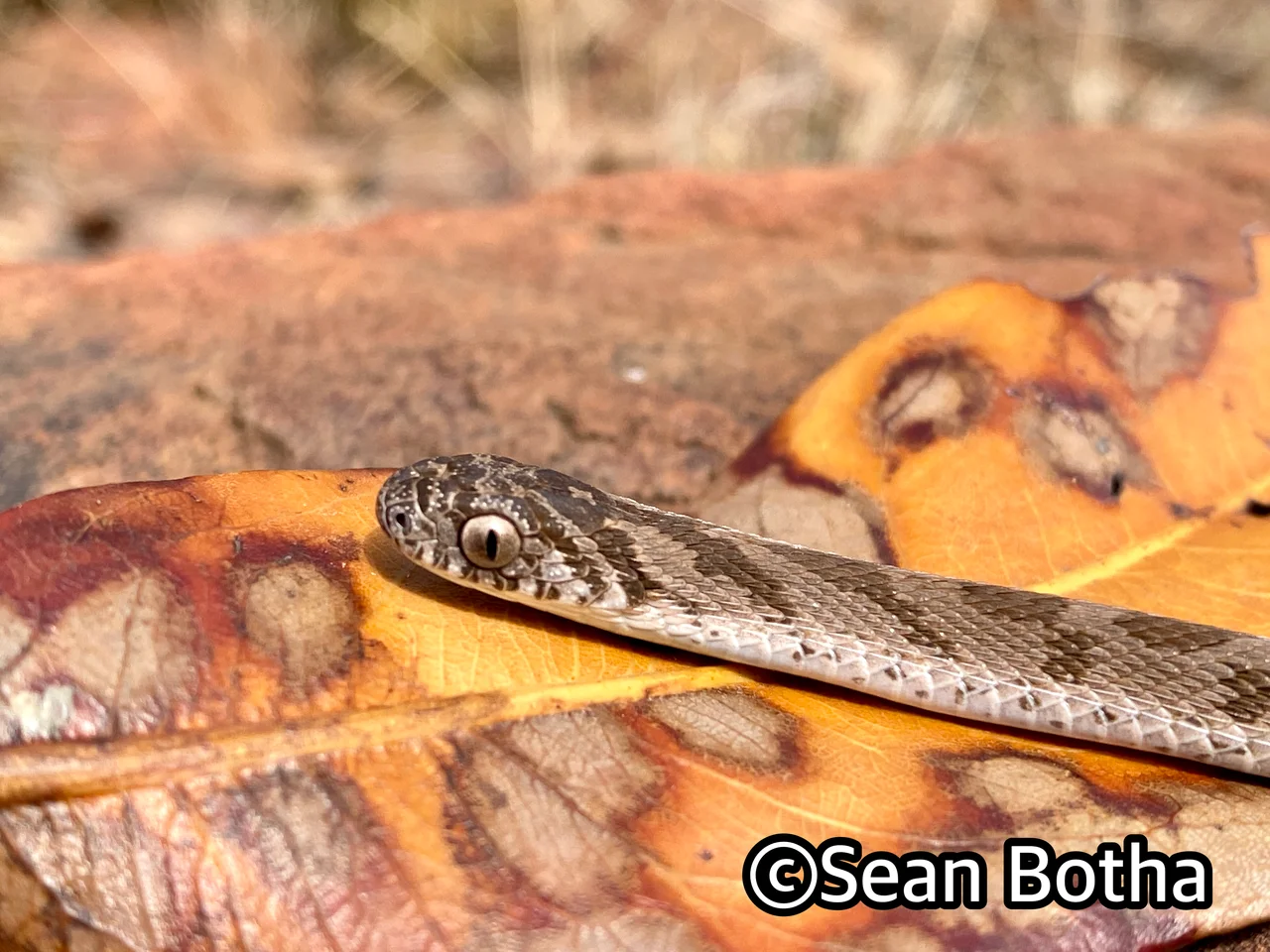 Dasypeltis scabra. From Pretoria, Gauteng. Sean Botha.