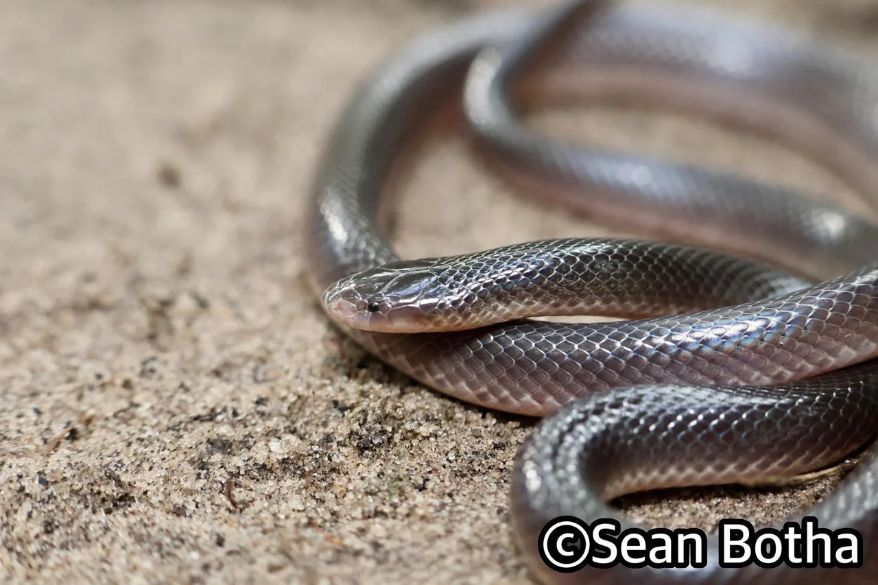 Atractaspis bibronii. From near Emangusi, Kwa-Zulu Natal. Sean Botha.