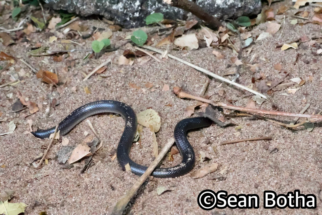 Atractaspis bibronii. From near Diepsloot, Gauteng. Sean Botha.