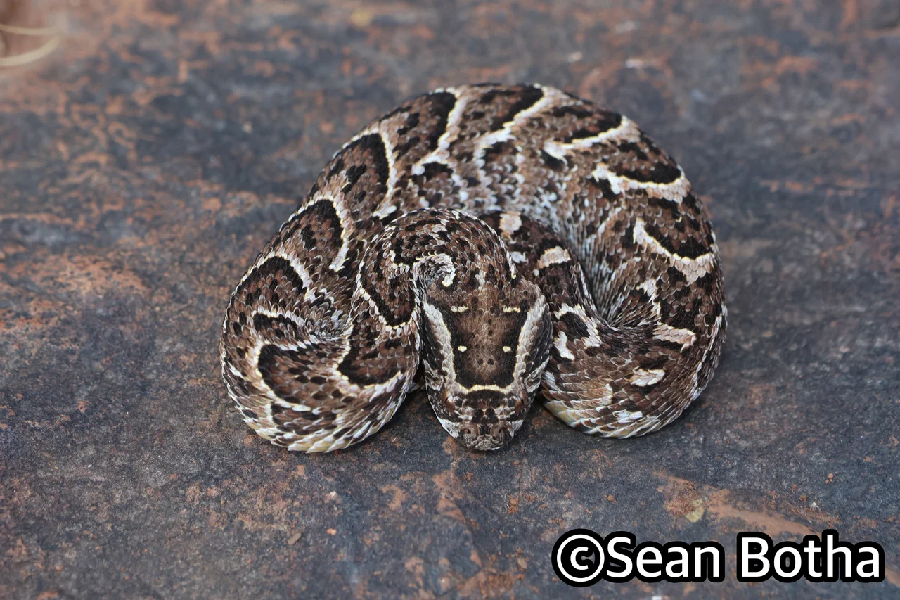 Bitis arietans arietans. From near Centurion, Gauteng. Sean Botha.