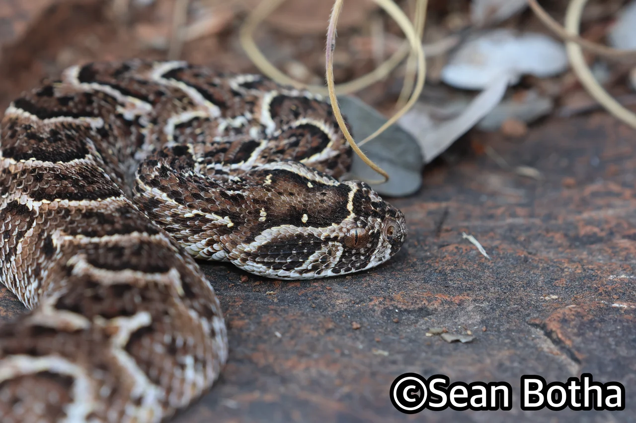 Bitis arietans arietans. From near Centurion, Gauteng. Sean Botha.
