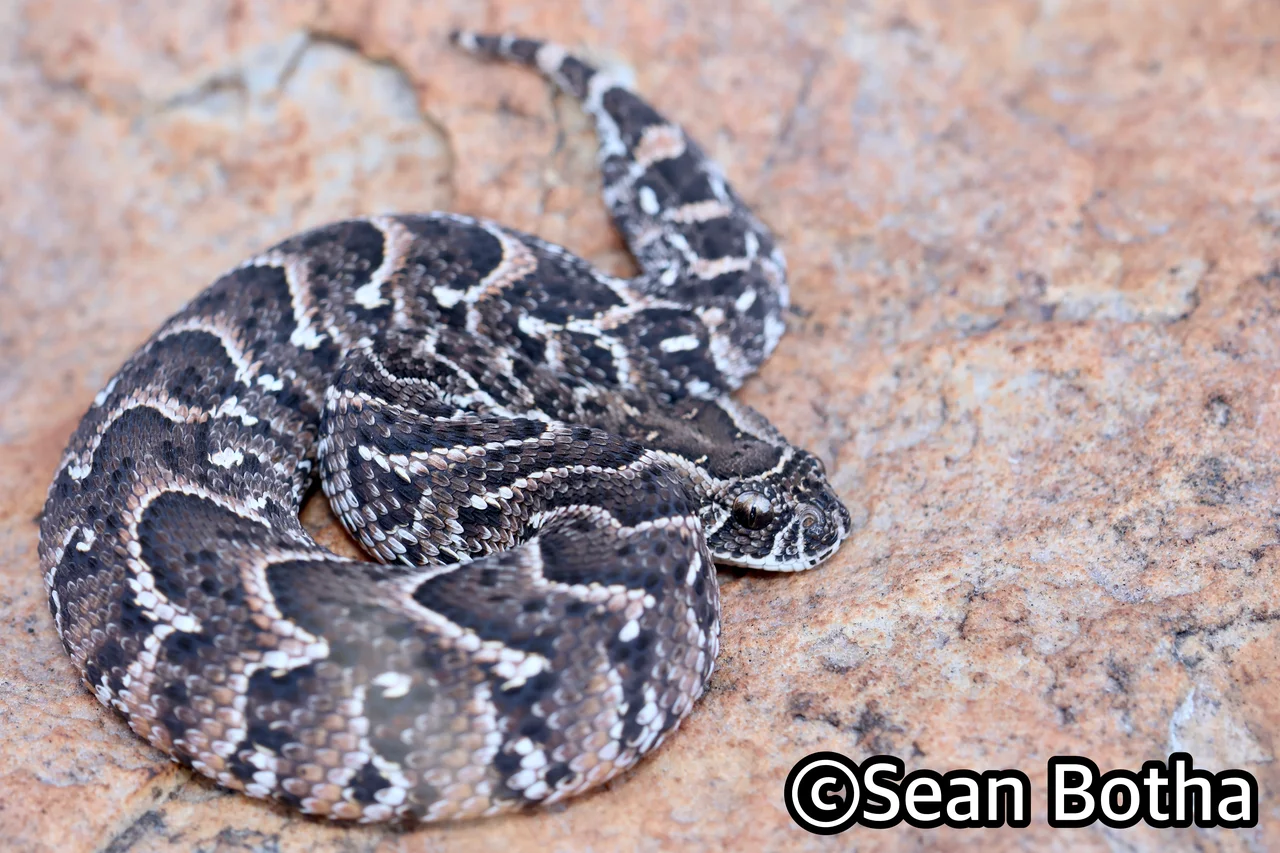 Bitis arietans arietans. From near Centurion, Gauteng. Sean Botha.