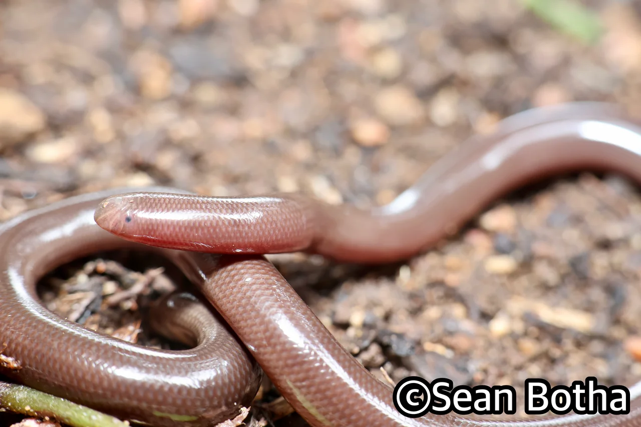Afrotyphlops bibronii. From near Irene, Gauteng. Sean Botha.