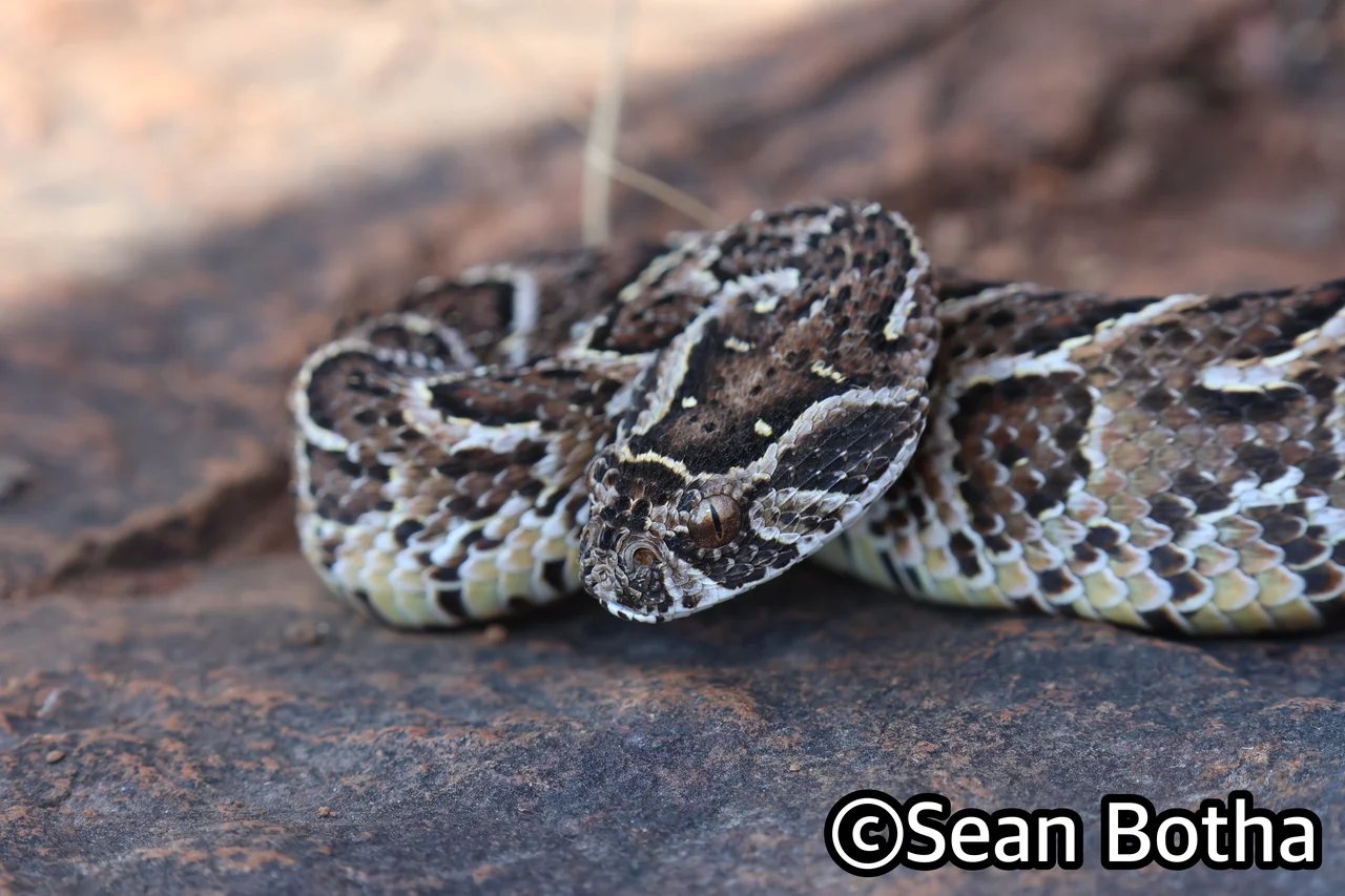 Bitis arietans arietans. From near Centurion, Gauteng. Sean Botha.
