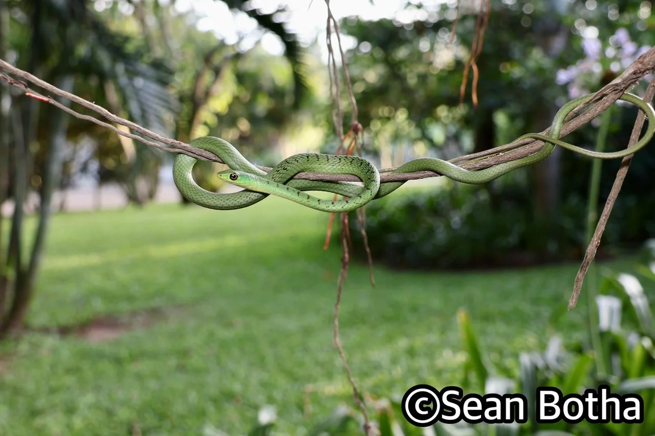 Philothamnus natalensis. From St. Lucia, Kwa-Zulu Natal. Sean Botha.