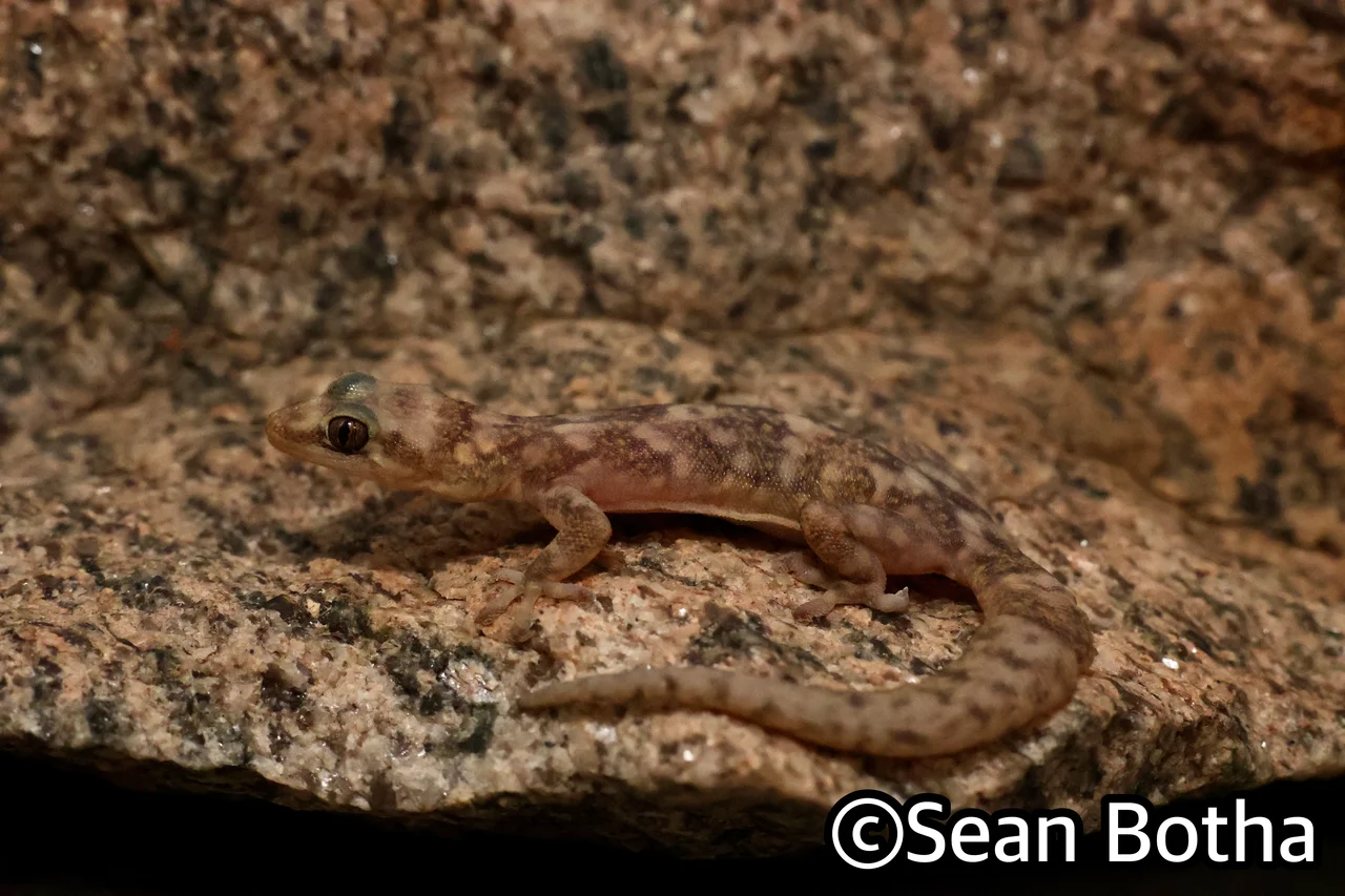 Afroedura namaquensis. From near Springbok, Northern Cape. Sean Botha.