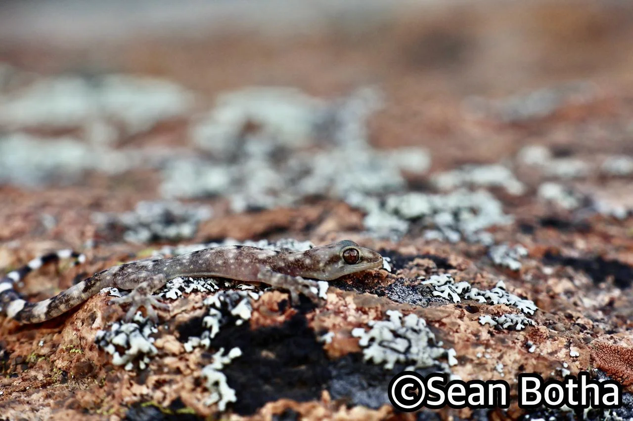 Afroedura namaquensis. From near Springbok, Northern Cape. Sean Botha.