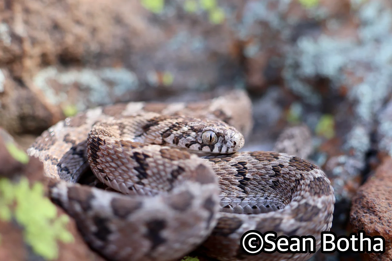 Dasypeltis scabra. From Pretoria, Gauteng. Sean Botha.