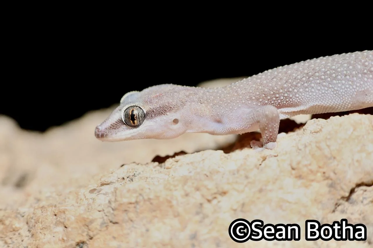Pachydactylus atorquatus. From Augrabies Falls National Park, Northern Cape. Sean Botha.