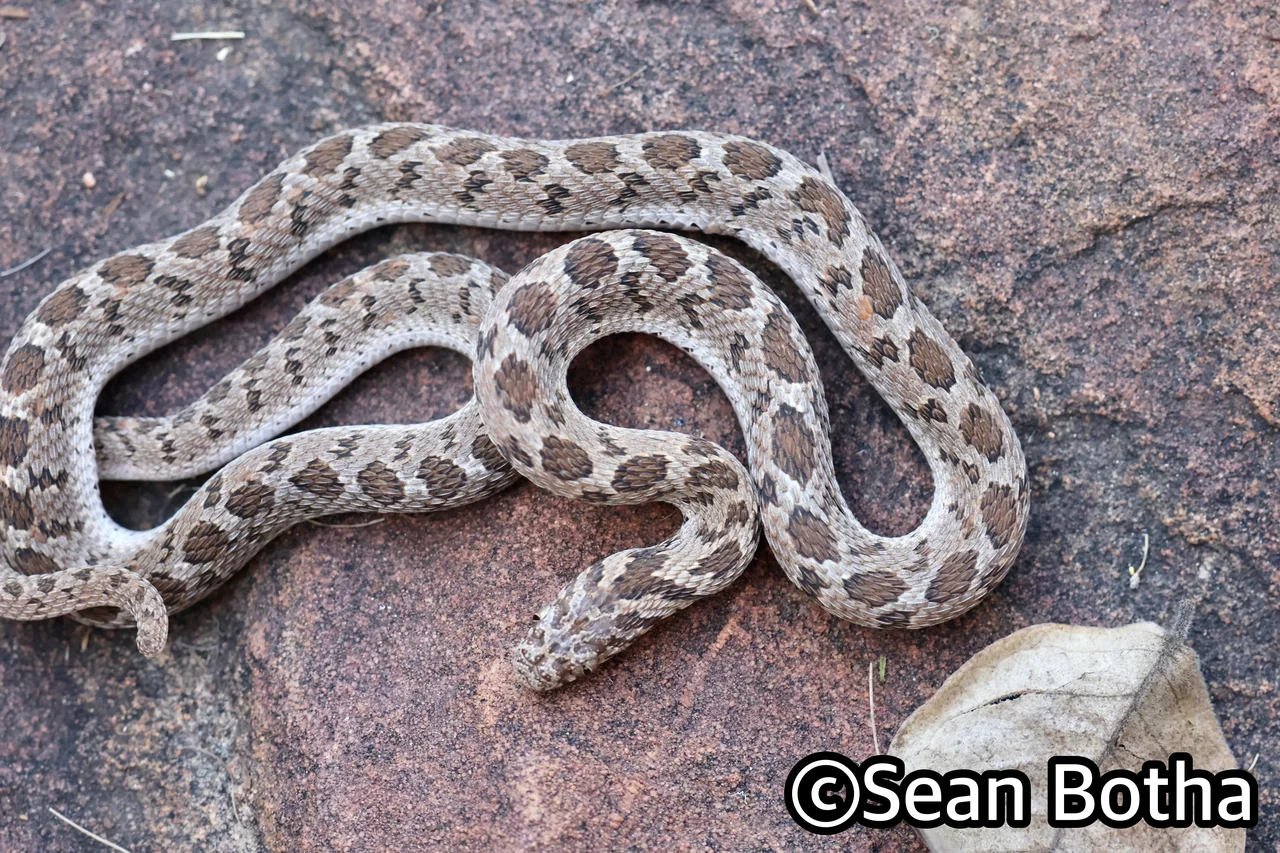 Dasypeltis scabra. From Pretoria, Gauteng. Sean Botha.