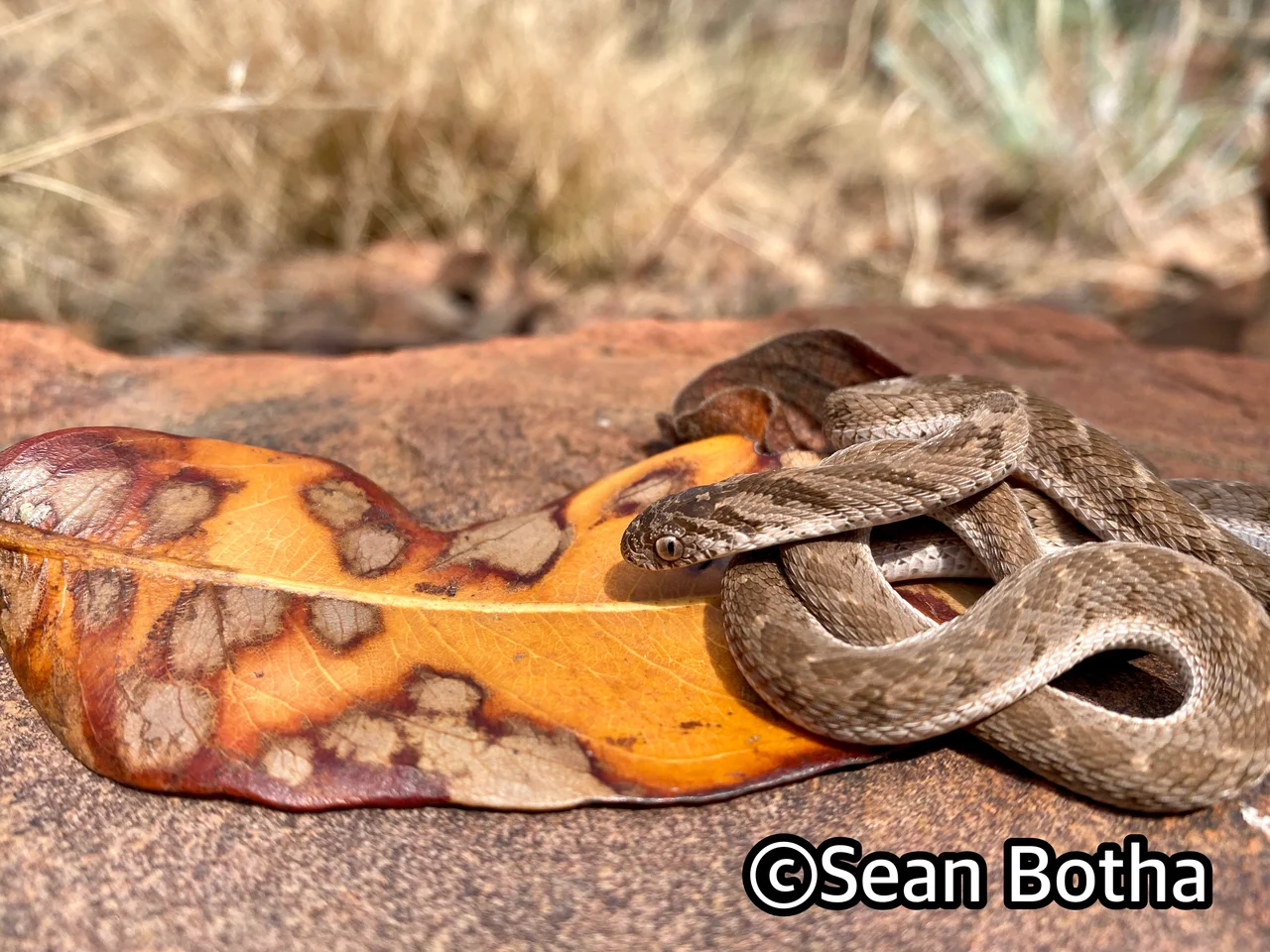 Dasypeltis scabra. From Pretoria, Gauteng. Sean Botha.