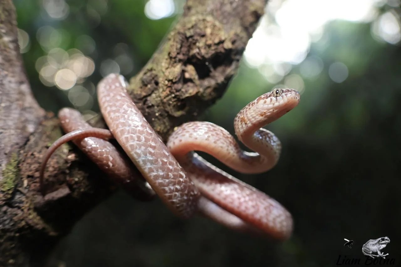 Marbled Tree Snake - Dipsadoboa aulica