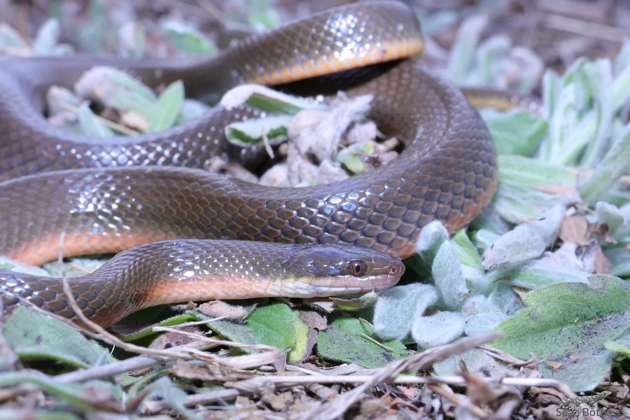Lycodonomorphus rufulus. From Elandsfontein, Gauteng. Sean Botha.