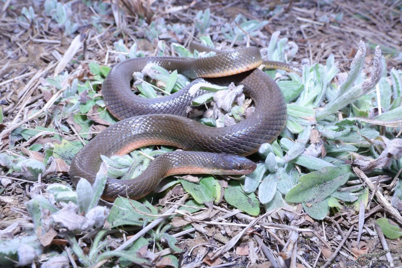 Lycodonomorphus rufulus. From Elandsfontein, Gauteng. Sean Botha.
