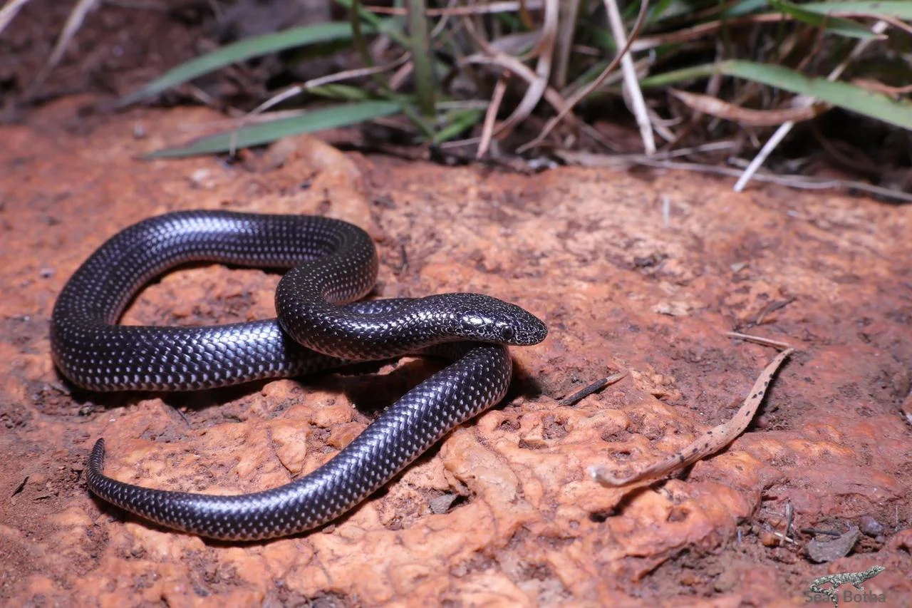 Lycophidion capense capense. From near Irene, Gauteng. Sean Botha.